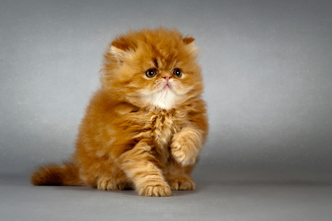 Обои картинки фото животные, коты, рыжик