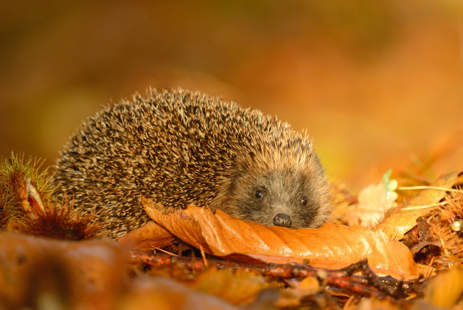 Обои картинки фото животные, ежи, колючки, осень