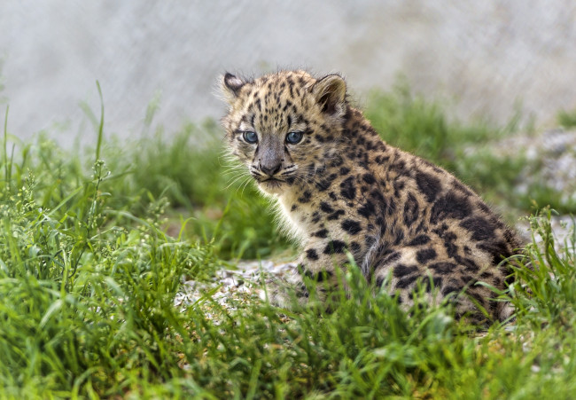 Обои картинки фото животные, снежный барс , ирбис, малыш