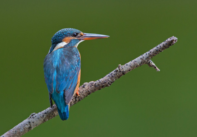 Обои картинки фото животные, зимородки, птичка, ветка