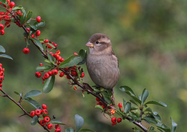 Обои картинки фото животные, птицы, птичка, ветка, ягоды, листочки
