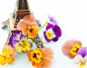 обоя цветы, анютины глазки , садовые фиалки, франция, фиалки, eiffel, tower, paris, france, statuette, violets, статуэтка, эйфелева, башня, париж, flowers