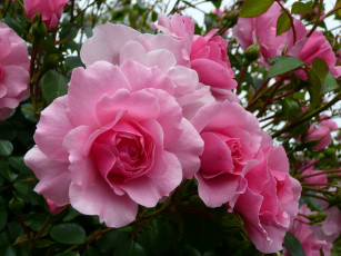 Картинка цветы розы бутон роза