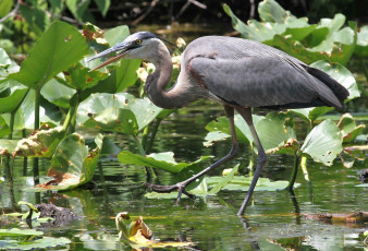 Картинка животные цапли +выпи цапля серая