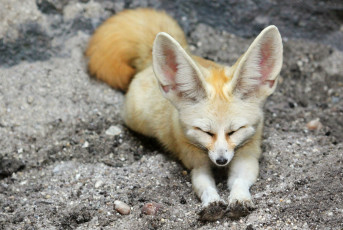 Картинка животные фенеки фенек лисичка