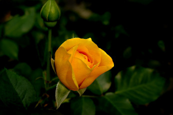 Картинка цветы розы бутон роза