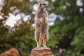 Картинка животные сурикаты взгляд поза фон сурикат