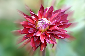 Картинка цветы георгины цветок