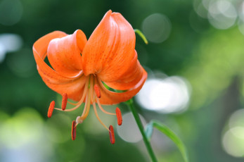 Картинка цветы лилии +лилейники цветок