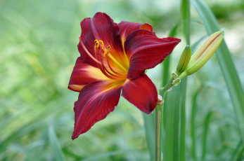 Картинка цветы лилии +лилейники цветок