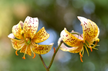 Картинка цветы лилии +лилейники цветок