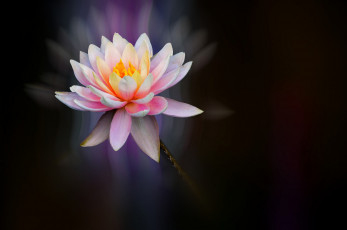 Картинка цветы лилии+водяные +нимфеи +кувшинки цветок