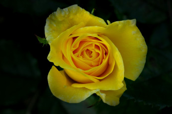 Картинка цветы розы цветок