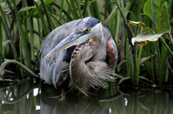 Картинка животные цапли +выпи цапля серая