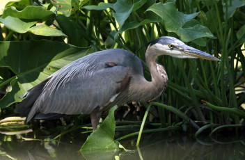 Картинка животные цапли +выпи цапля серая