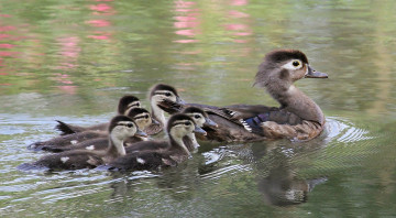 Картинка животные утки утка птенцы