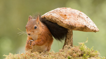Картинка животные белки белочка гриб фон