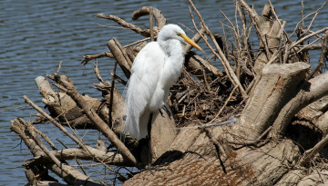 Картинка животные цапли +выпи цапля белая