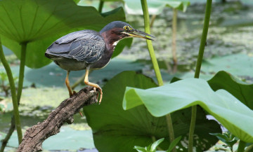 Картинка животные цапли +выпи серая цапля