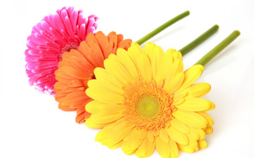 Картинка цветы герберы макро гербера colorful gerbera