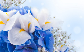 обоя цветы, ирисы, цвет, нежность, букет