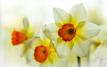 Картинка цветы нарциссы лепестки