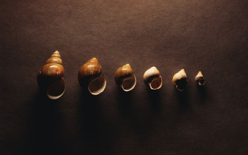 Картинка разное ракушки +кораллы +декоративные+и+spa-камни фон