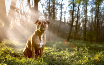 Картинка животные собаки собака взгляд