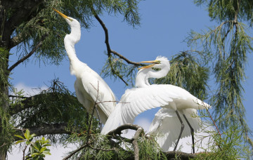 Картинка животные цапли +выпи белые гнездо