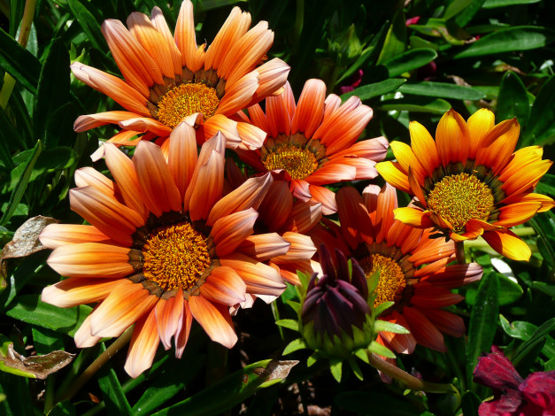 Обои картинки фото цветы, цветки