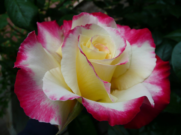 Обои картинки фото цветы, розы, бутон, роза