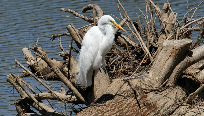 Обои картинки фото животные, цапли,  выпи, цапля, белая