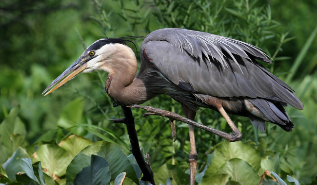 Обои картинки фото животные, цапли,  выпи, серая, цапля