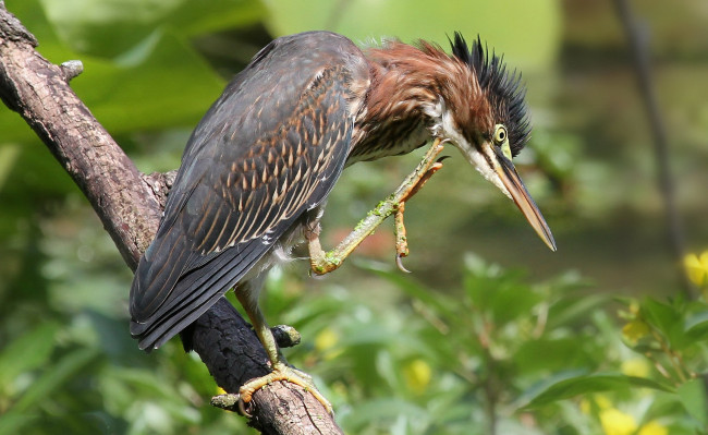 Обои картинки фото животные, цапли,  выпи, выпь