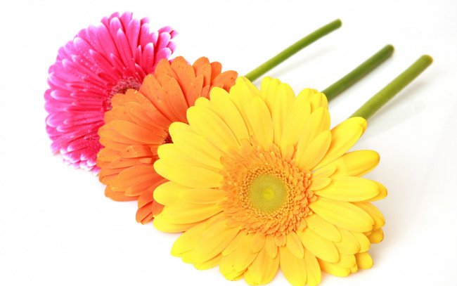 Обои картинки фото цветы, герберы, макро, гербера, colorful, gerbera