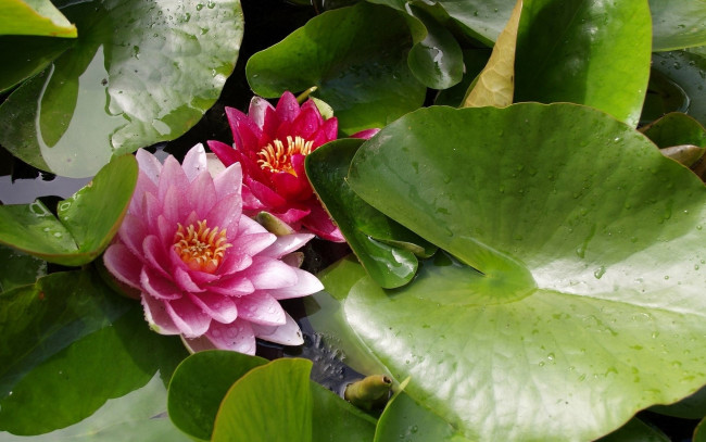 Обои картинки фото цветы, лотосы, лепестки, листья