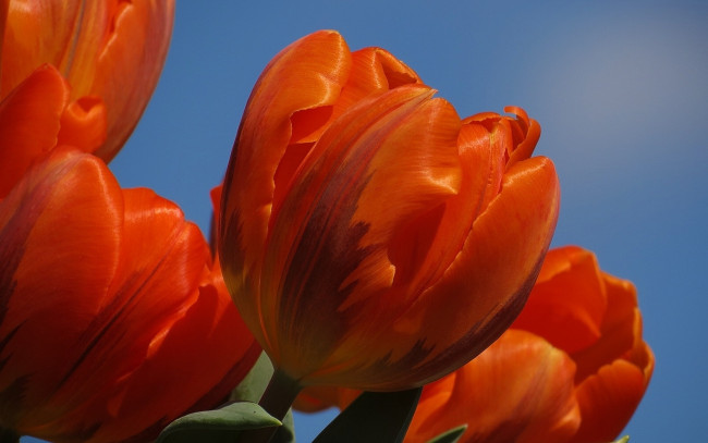 Обои картинки фото цветы, тюльпаны, бутоны