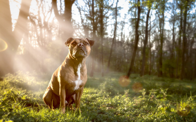 Обои картинки фото животные, собаки, собака, взгляд