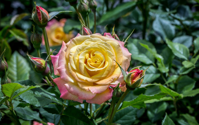 Обои картинки фото цветы, розы, роза, бутоны, листья