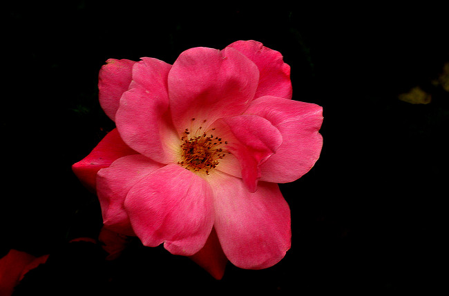 Обои картинки фото цветы, розы, бутон, роза