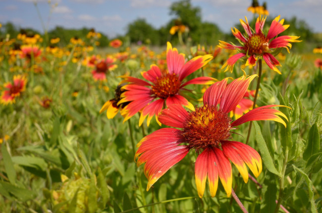 Обои картинки фото цветы, гайлардии,  гелениумы, гайлардия, луг, лето