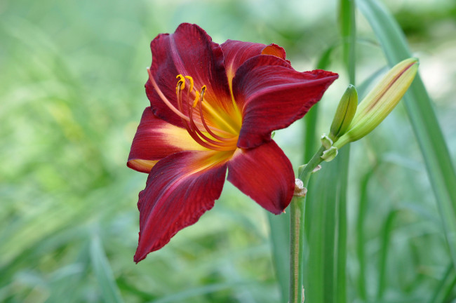 Обои картинки фото цветы, лилии,  лилейники, цветок