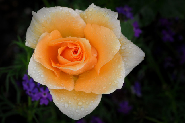 Обои картинки фото цветы, розы, цветок