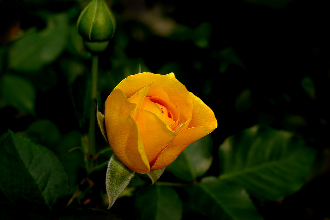 Обои картинки фото цветы, розы, бутон, роза