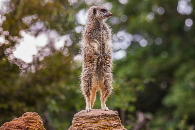 Обои картинки фото животные, сурикаты, взгляд, поза, фон, сурикат