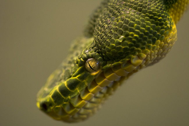 Обои картинки фото животные, змеи,  питоны,  кобры, голова, удав