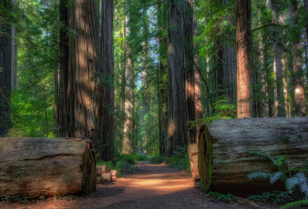 Картинка природа лес деревья