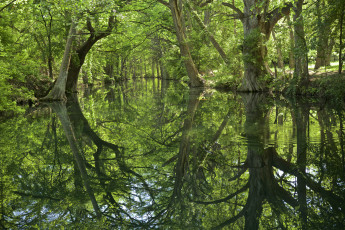 Картинка природа реки озера лес река