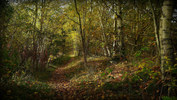 Картинка природа лес деревья