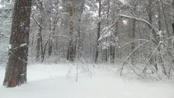 Картинка зимний+лес природа зима зимний лес